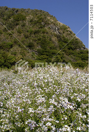 ハマダイコン 7114503