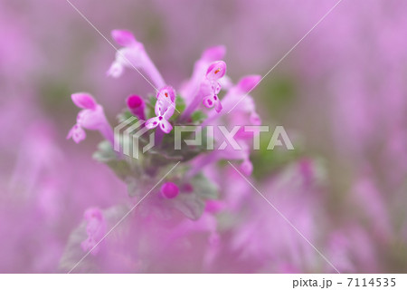 ホトケノザ ホトケノザ 7114535