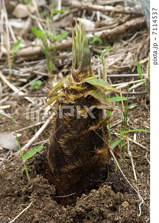 タケノコ 7114537