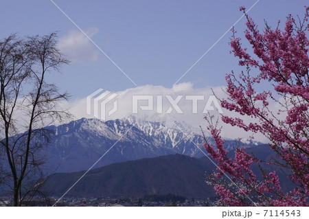 北アルプスと大町市の桜 北アルプスと大町市の桜 7114543