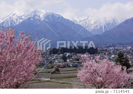 北アルプスと大町市の桜 北アルプスと大町市の桜 7114545