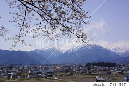 北アルプスと大町市の桜 北アルプスと大町市の桜 7114547