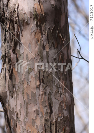 リョウブ 7115017