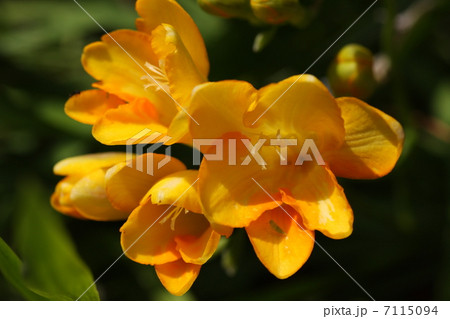 フリージャー 7115094