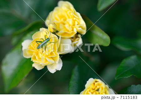 キリギリスとバラ 7115183