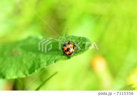 昆虫 7115356