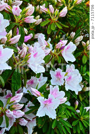 白色のツツジ（埼玉県朝霞市） 7115706