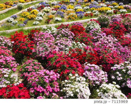 セキチクの花壇 7115969