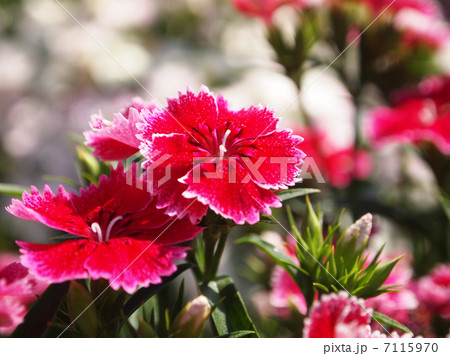 セキチク 7115970