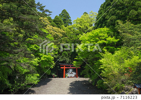 新緑の霧島神宮 7116223