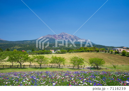 春の高千穂牧場 7116239