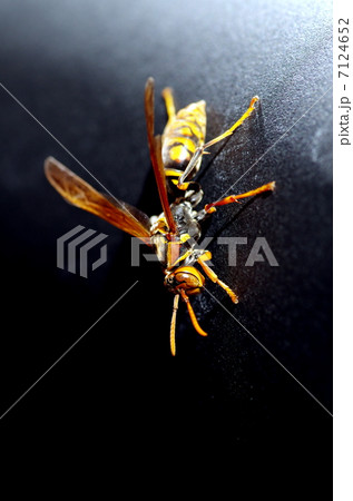 アシナガバチ 7124652