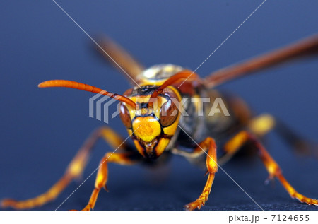 アシナガバチ 7124655