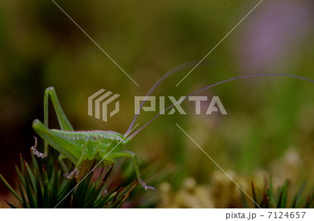 キリギリスの1令幼虫 キリギリスの1令幼虫 7124657