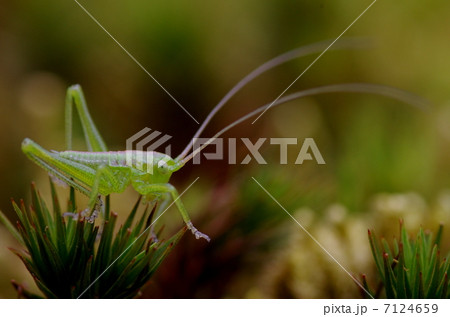 キリギリスの1令幼虫 7124659