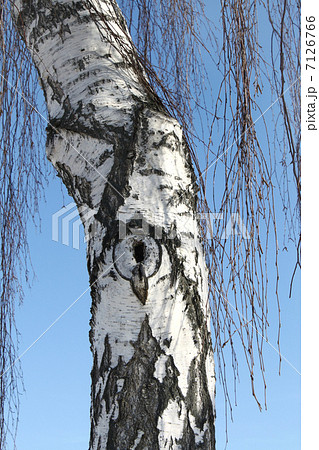 Trunk of birch 7126766