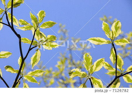 4月葉　コルヌス・アルゲンテオマルギナータ・ミズキ科13新緑 7126782