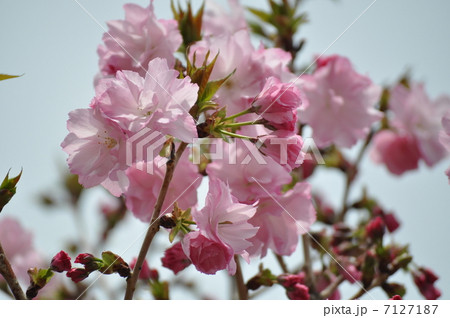 咲きほこる紅豊 7127187