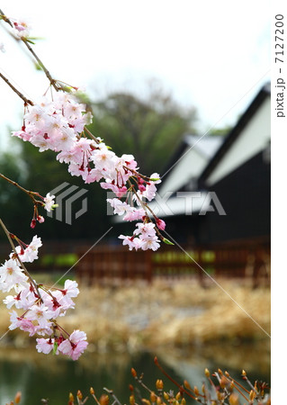 難波田城公園　枝垂桜－南畑にて 7127200