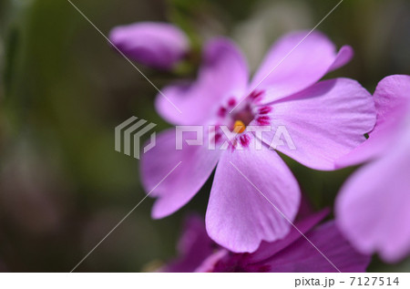 芝桜 7127514