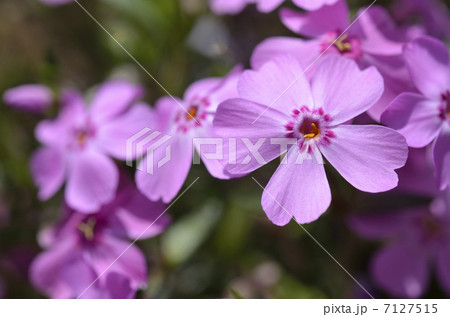 芝桜 7127515