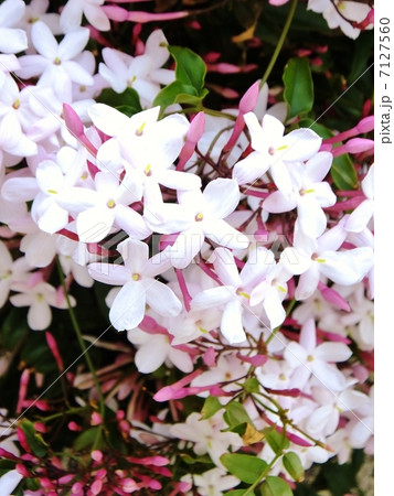 ジャスミンシリーズ 7127560