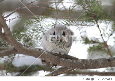 エゾモモンガ　正面 7127584