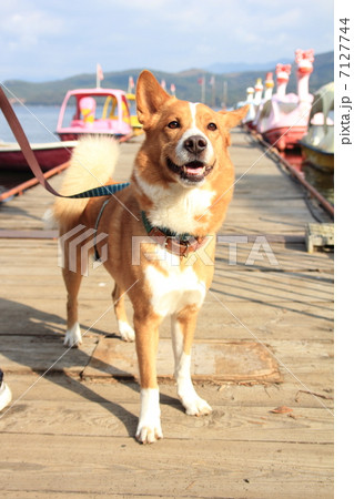 山中湖で犬のお散歩 7127744