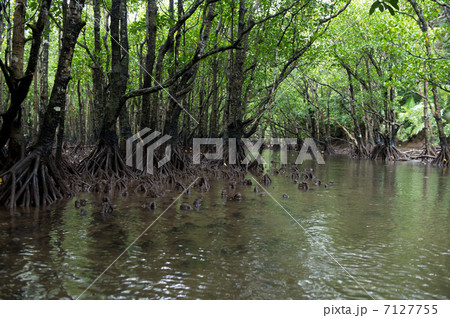 マングローブと木漏れ日 7127755