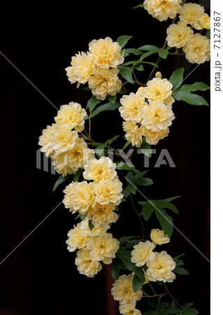 モッコウバラ 7127867