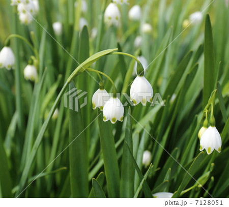 スノーフレーク 7128051