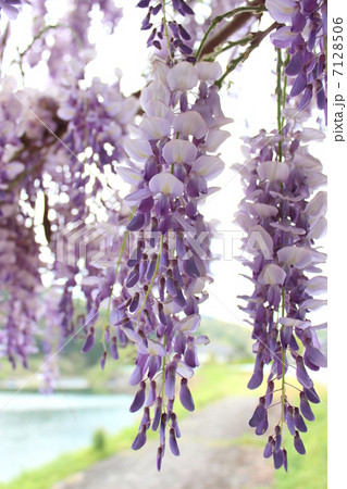 川辺の風景 川辺の風景 7128506