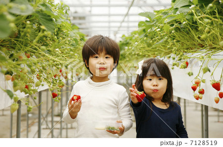苺狩りする子供 苺狩りする子供 7128519