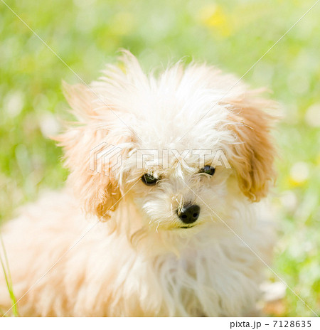洋服を着た子犬 洋服を着た子犬 7128635