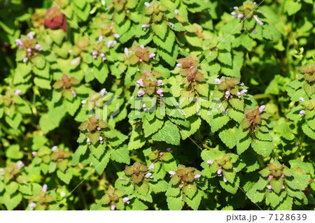 野の花・群生するヒメオドリコソウの花・横位置 7128639