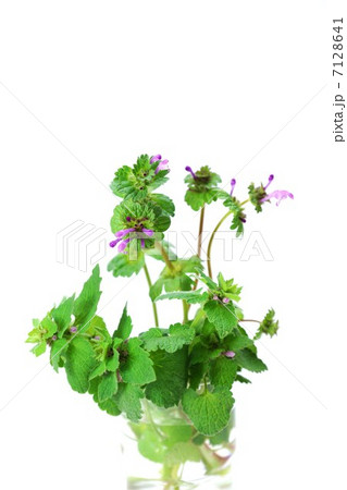 野の花・グラスの中にホトケノザとヒメオドリコソウの似ている花の姿・白バック縦位置 7128641