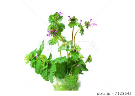 野の花 グラスの中にホトケノザとヒメオドリコソウの似ている花の姿 白バック横位置の写真素材