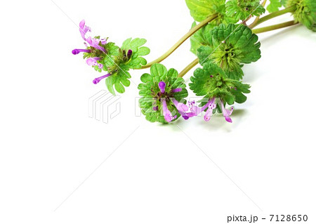 野の花 ホトケノザの薄紫の長い花 白バック横位置の写真素材