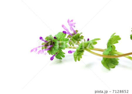 野の花 ホトケノザの薄紫の長い花 白バック横位置俯瞰の写真素材