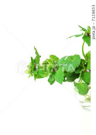 野の花・グラスの中にヒメオドリコソウの見え隠れの花数本・白バック縦位置 7128653