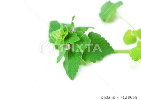 野の花・ヒメオドリコソウの見え隠れの花１輪・白バック横位置俯瞰 7128658