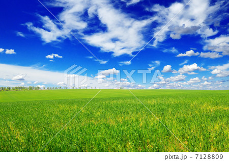 spring meadow 7128809