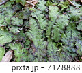 ウラベニジャゴケ（Conocephalum conicum） 7128888