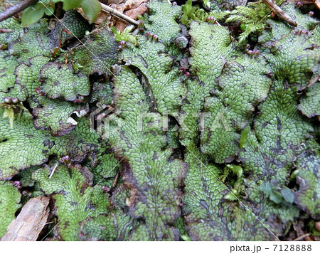 ウラベニジャゴケ(Conocephalum conicum) ウラベニジャゴケ(Conocephalum conicum) 7128888