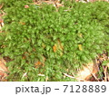 ヒノキゴケ（Pyrrhobryum dozyanum） 7128889