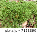 ヒノキゴケ（Pyrrhobryum dozyanum） 7128890