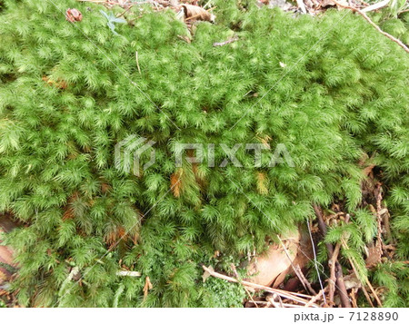 ヒノキゴケ(Pyrrhobryum dozyanum) ヒノキゴケ(Pyrrhobryum dozyanum) 7128890