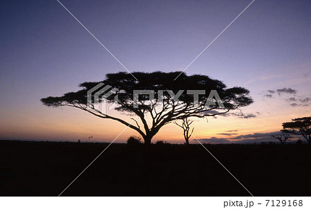 マサイマラ 7129168