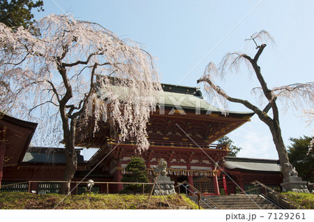 塩釜神社の随身門と桜 7129261