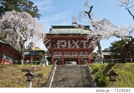 塩釜神社の随身門と桜 7129262